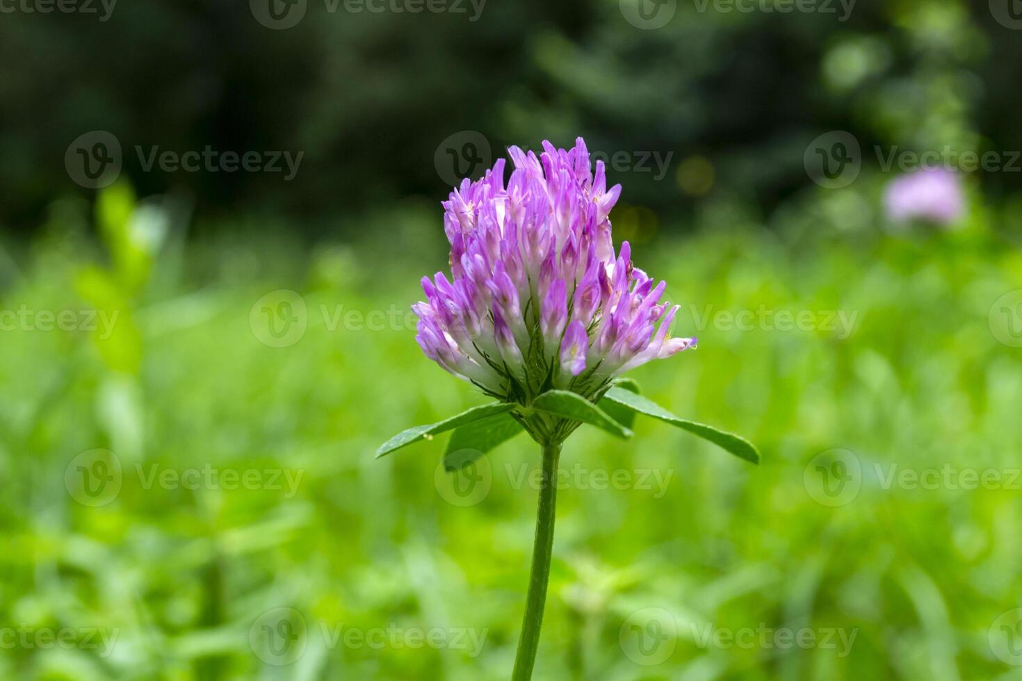Pink wild flower. Macro shot. photo
