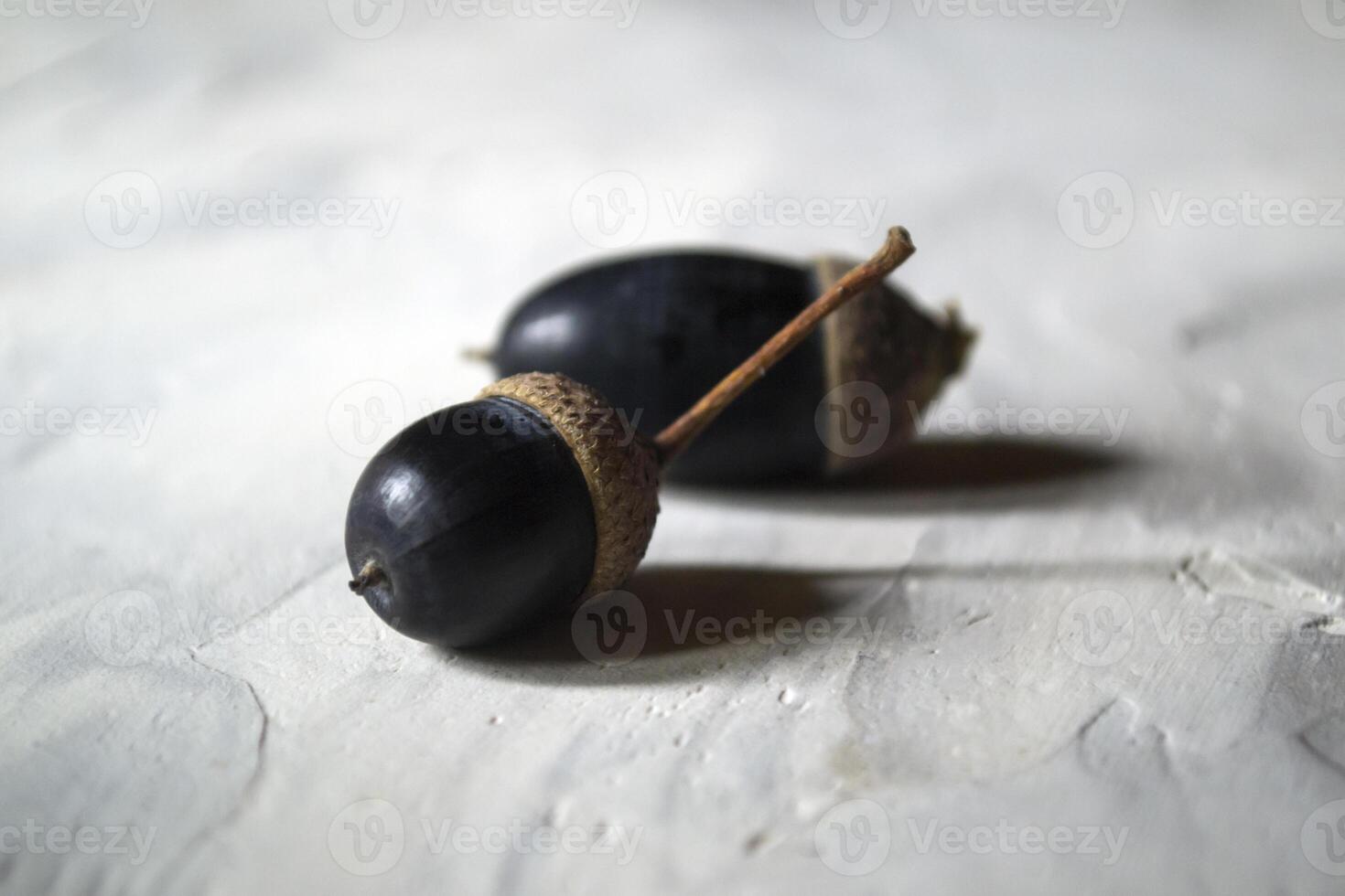 Dark blue acorns, close up. photo