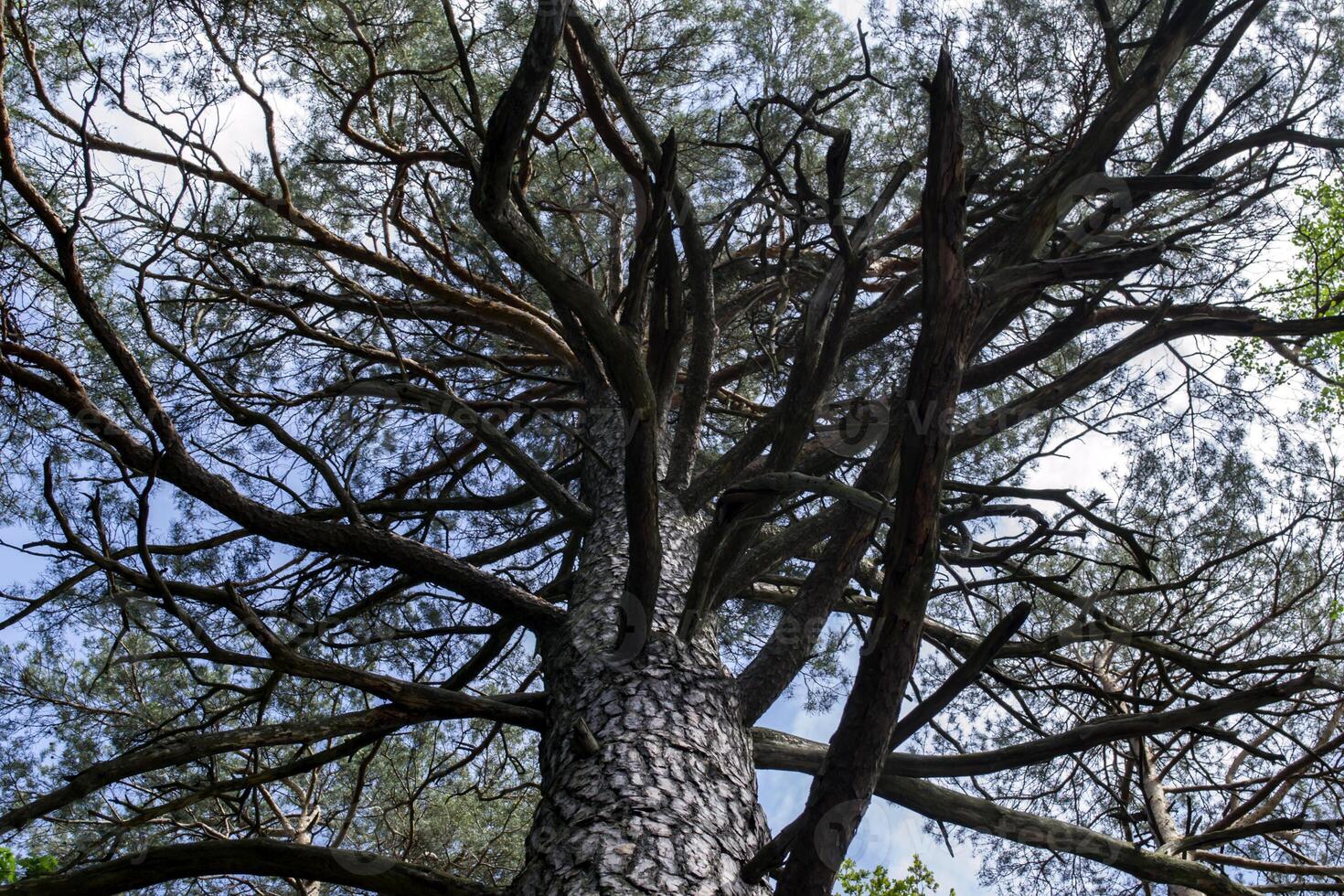 Tall pine with huge branches photo