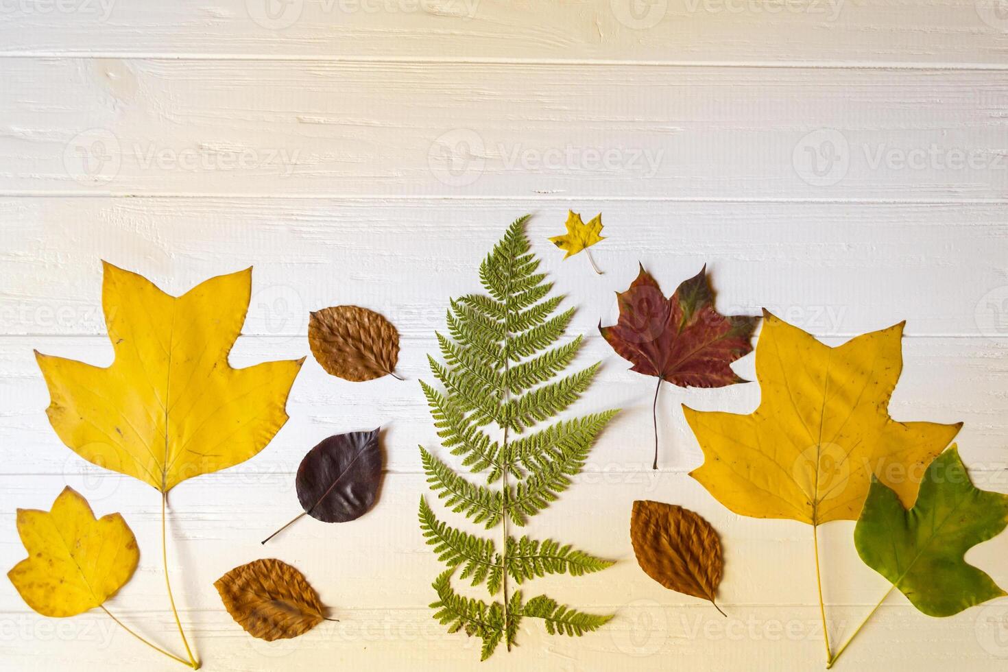 Autumn leaves on a white wooden background. Bright pattern. photo