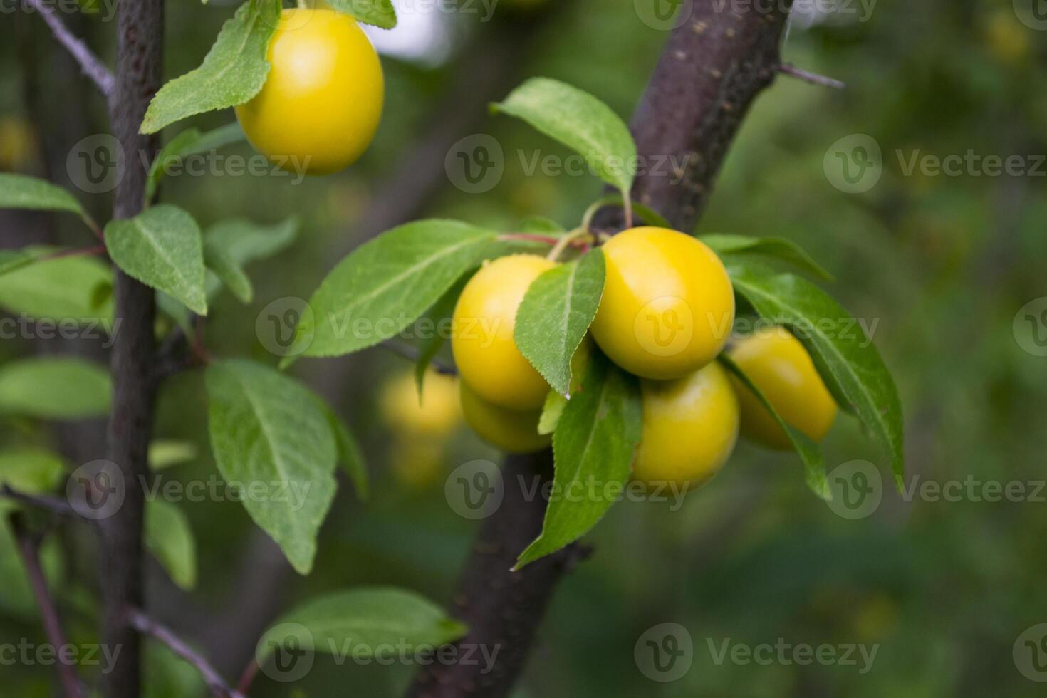 Yellow plums on the tree in the garden. Close up. photo