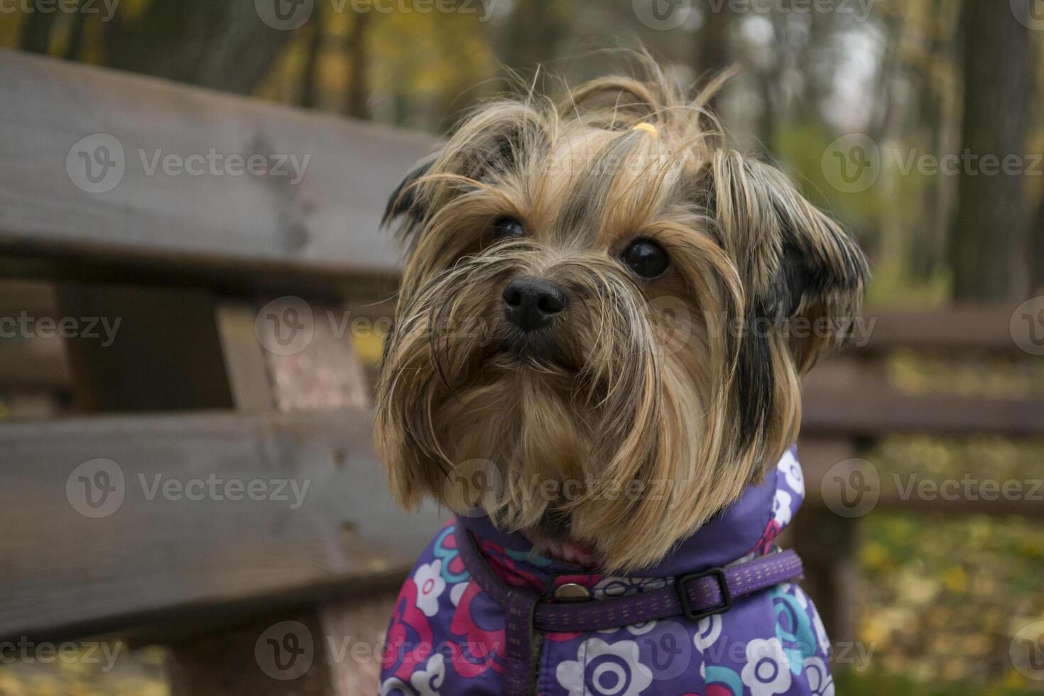 Yorkshire terrier standing on a bench in the park. photo