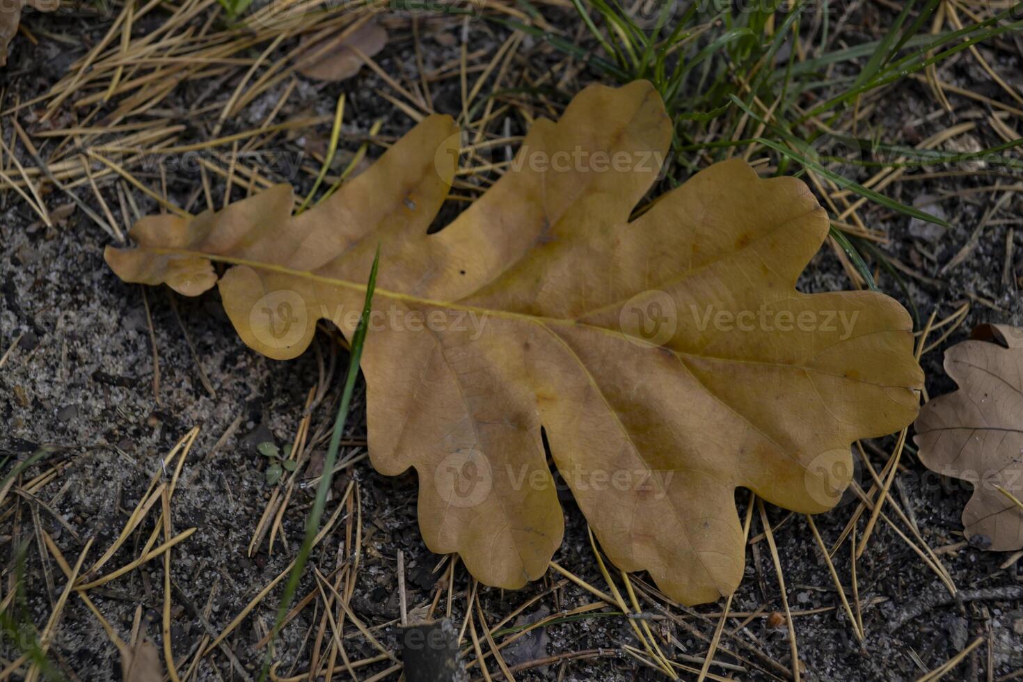 The fallen leaves of oak tree on the ground. photo