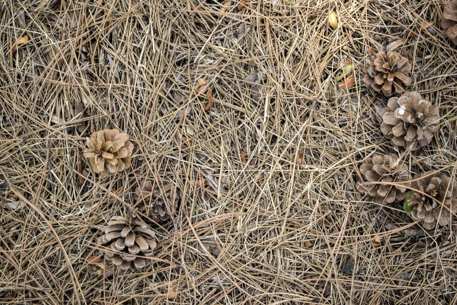 The pine cones on the dry needles, close up. Christmas wallpaper. photo