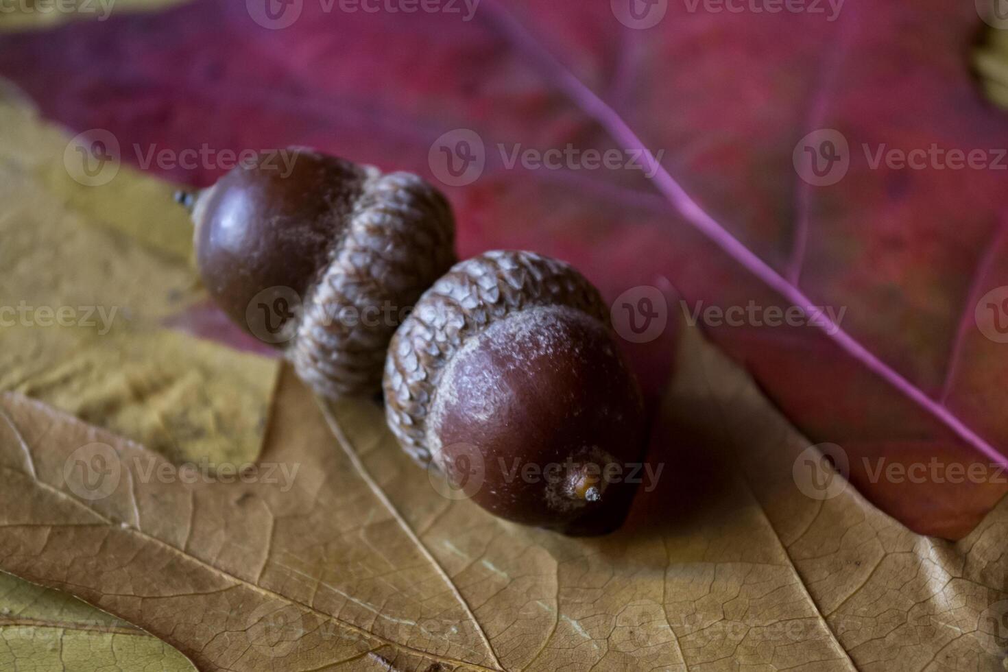 otoño hojas y bellotas en un mesa, cerca arriba. foto