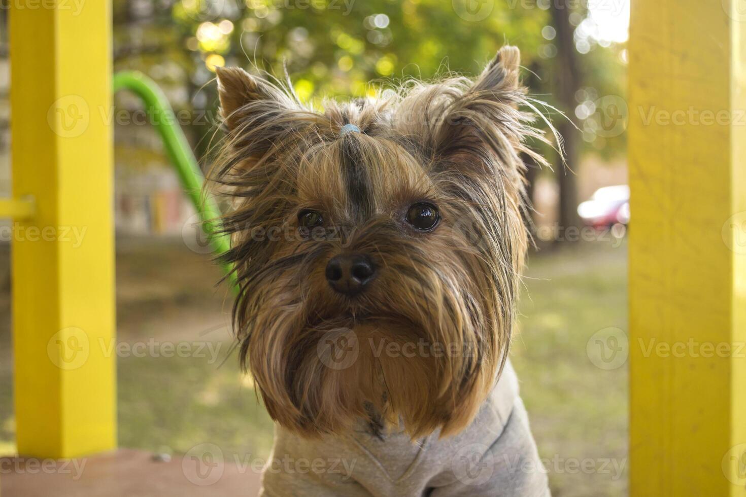 Yorkshire terrier in the park at autumn. Cute dog outdoor. photo