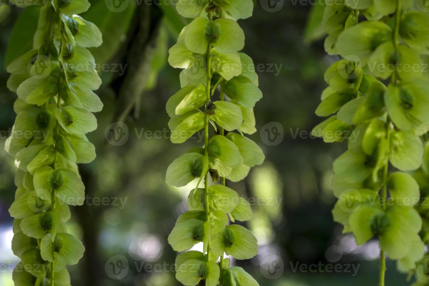 Blooming relict plant. Green natural background. photo