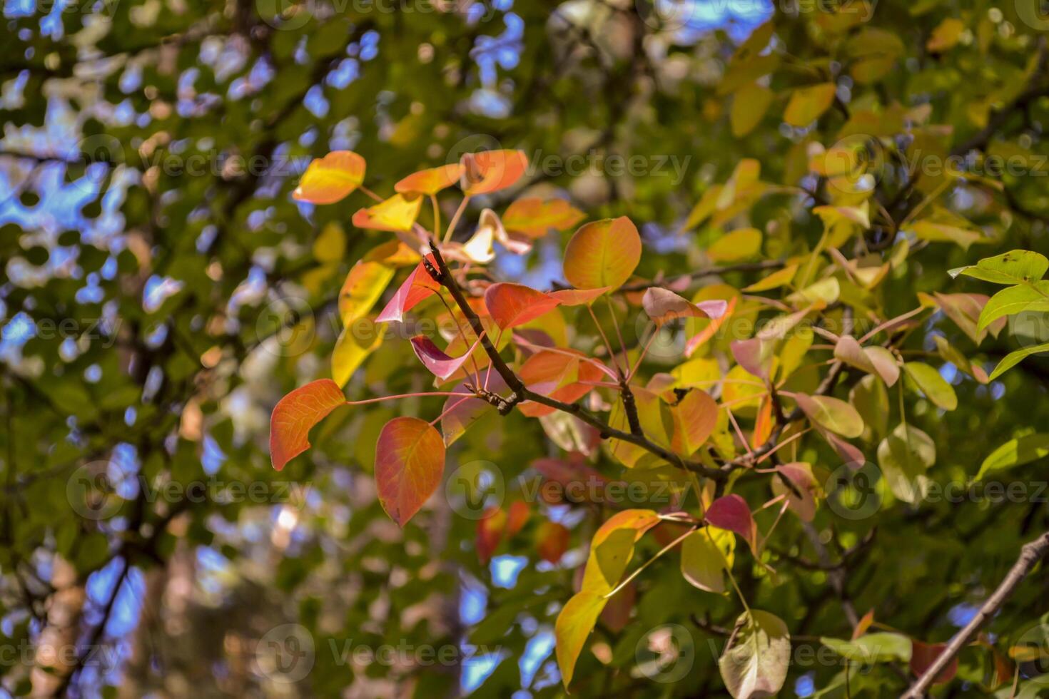 The beautiful autumn leaves. photo