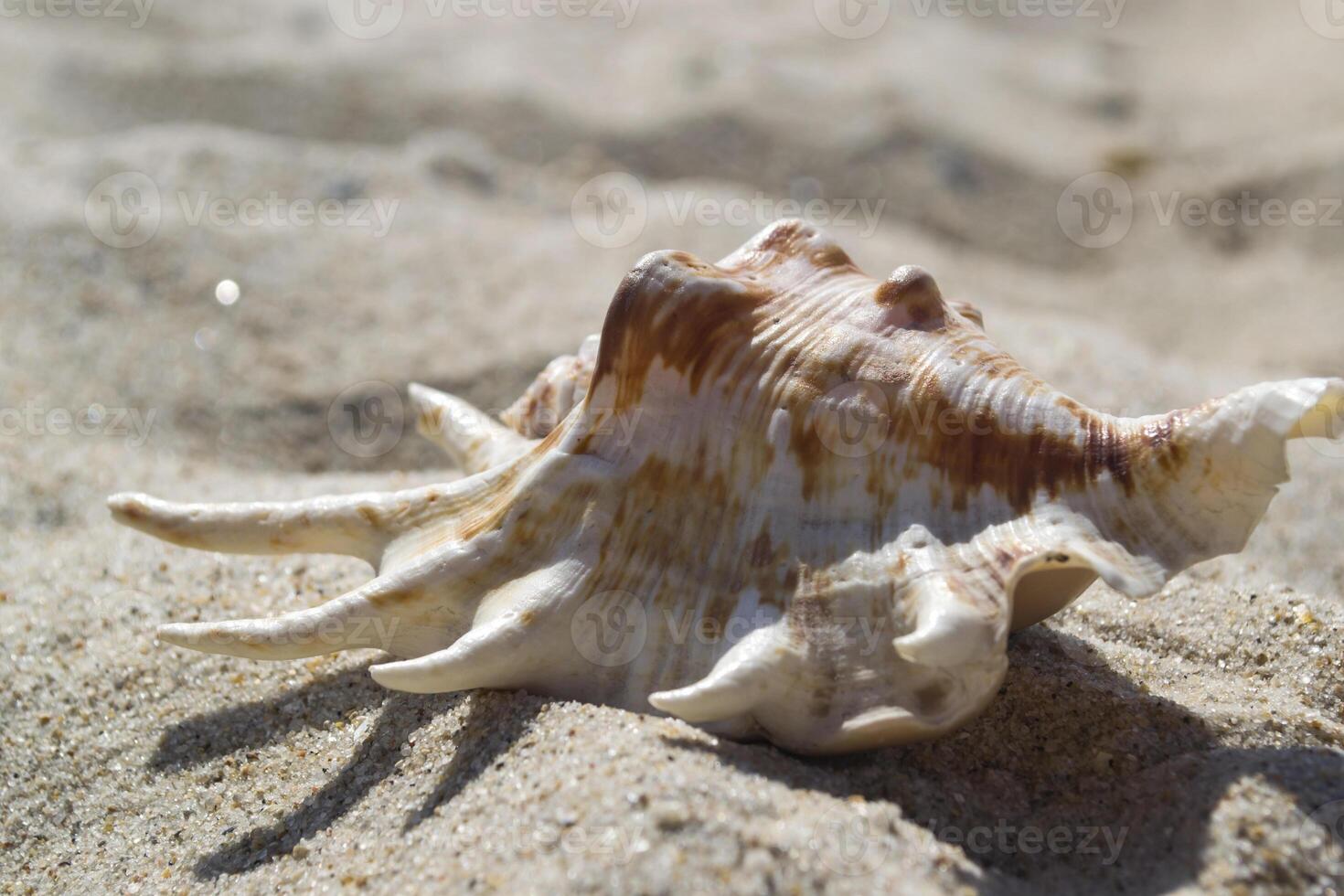 Beautiful seashell on the sand of the beach. Mollusk shell. Close up. photo