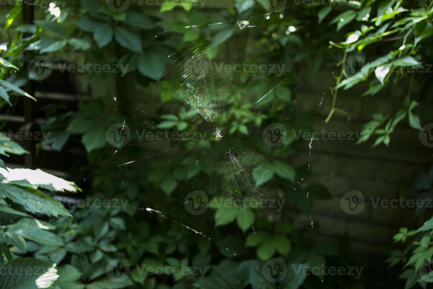 An arachnid sits on a spider web. photo