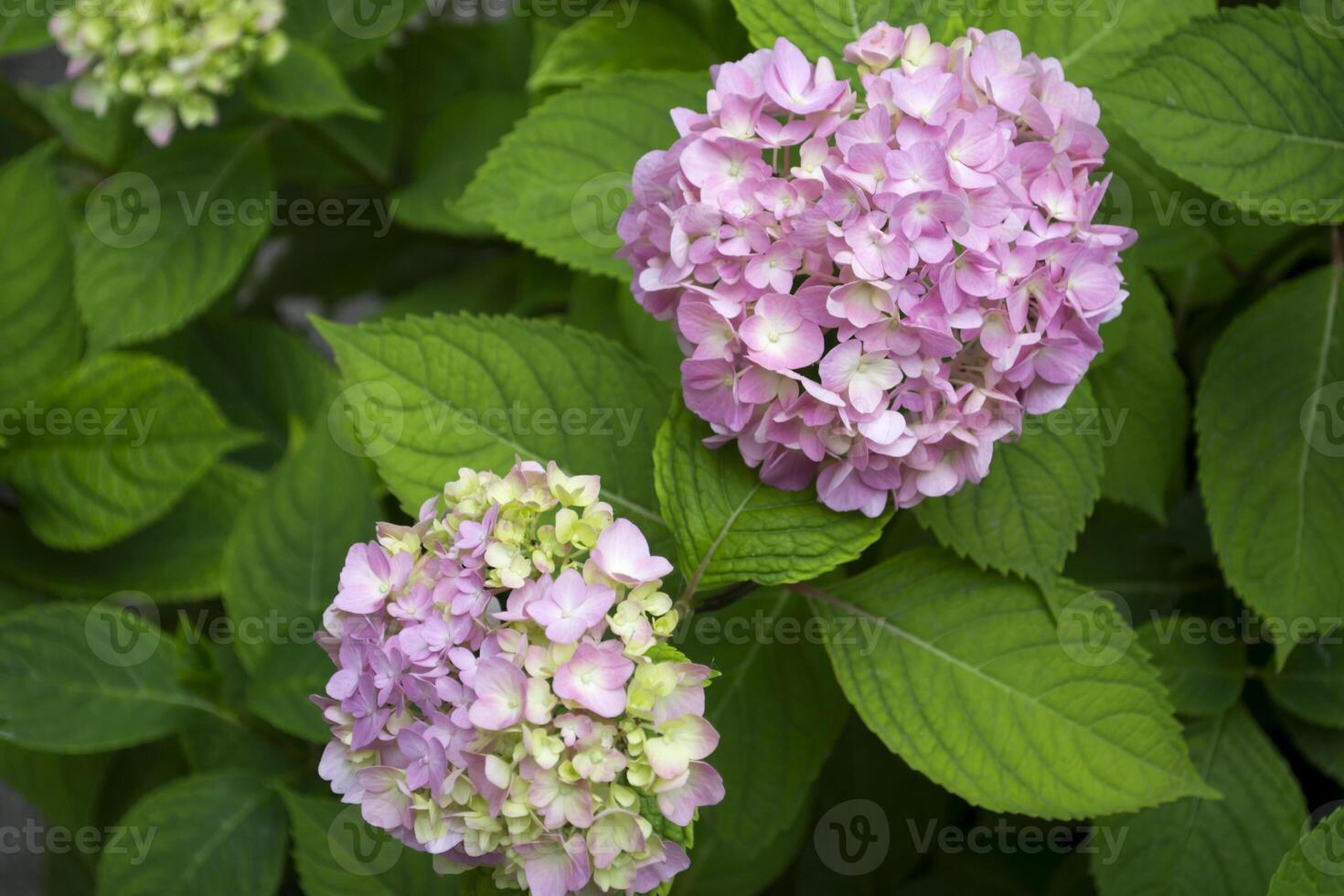 Purple hydrangea blooming. Pink hortensia in a garden. Close up. photo