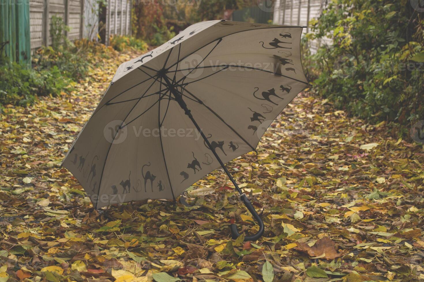 An umbrella on the autumn foliage. photo