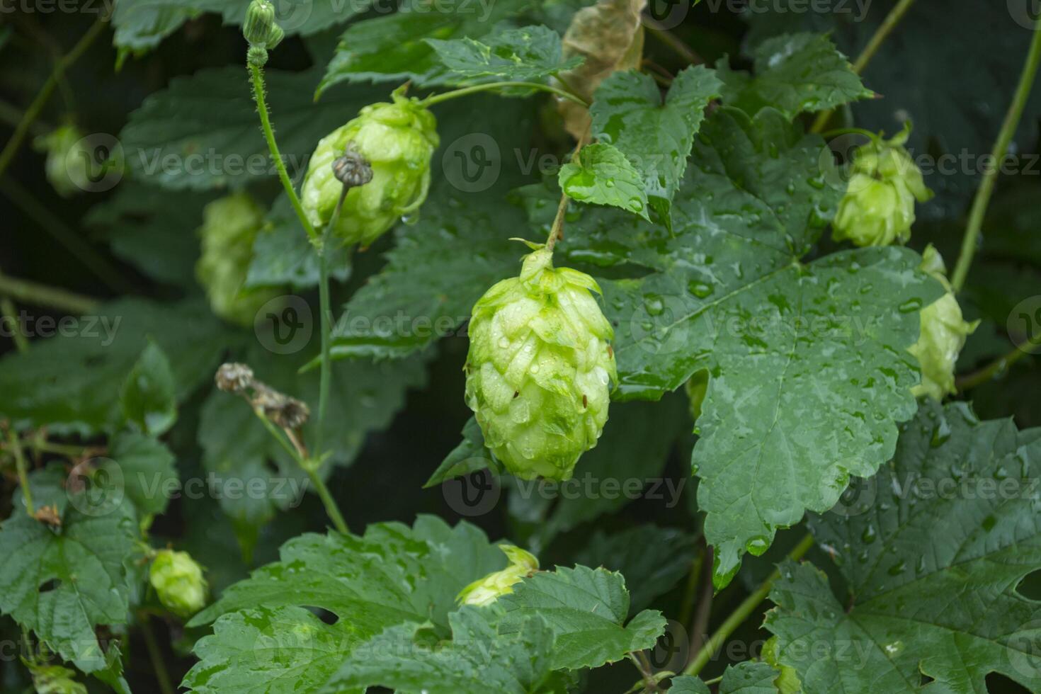 Fresh cones of hop on the bushes. The hops field. photo