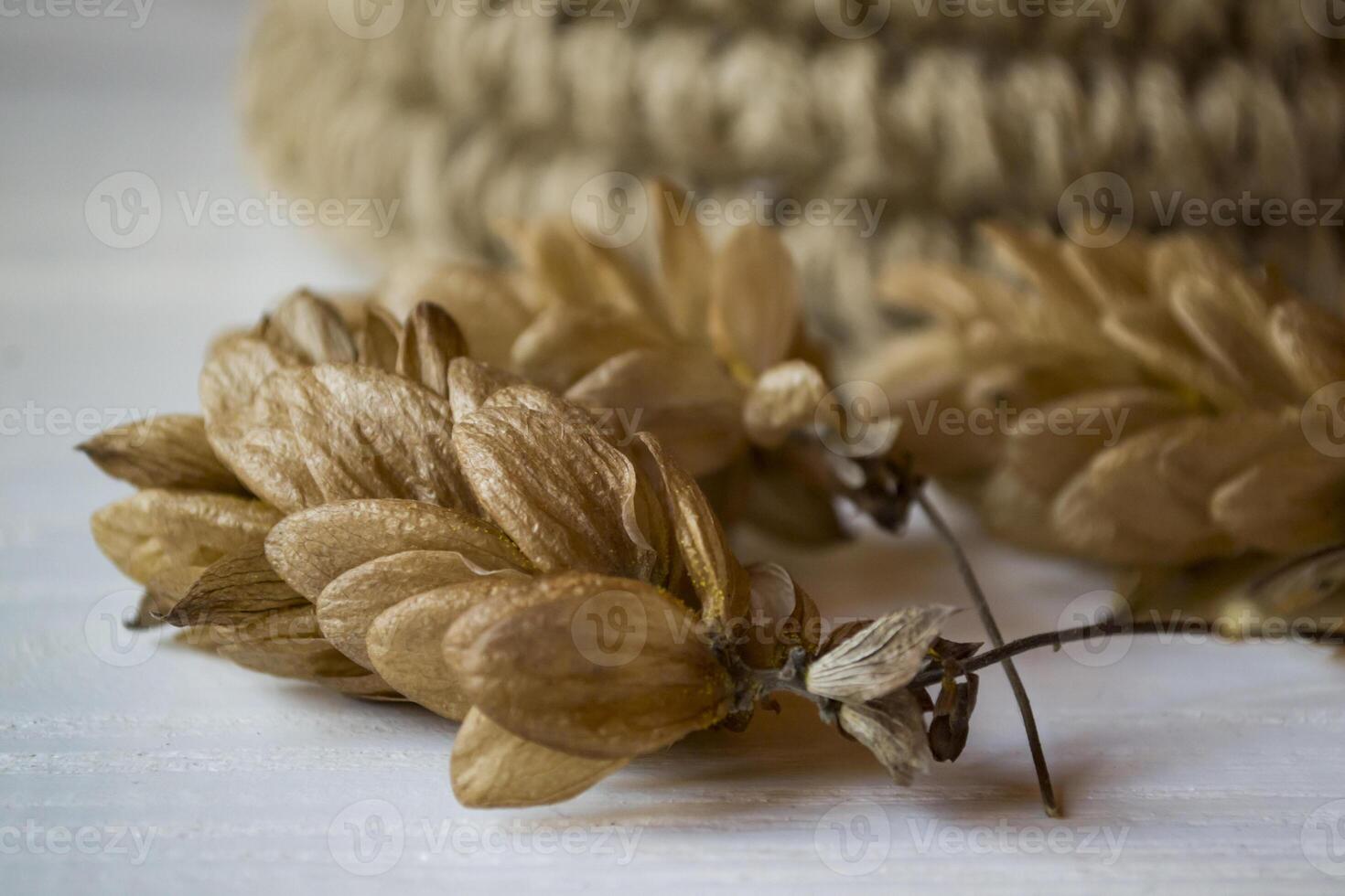 Dried hops cone close up. photo