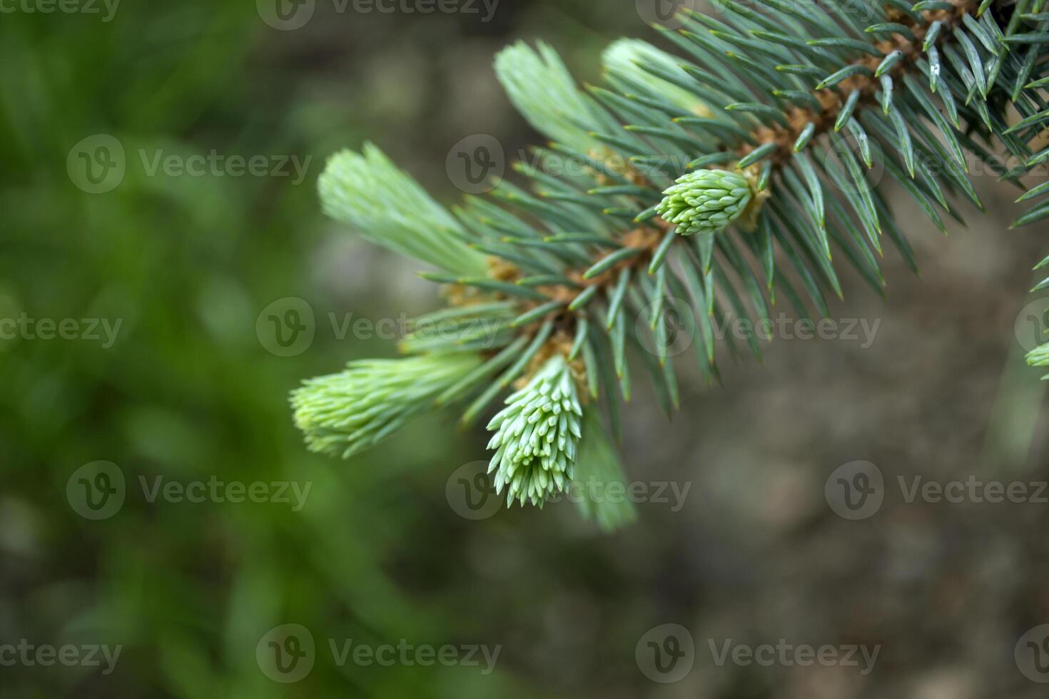 joven ramas de pino cerca arriba. verde natural antecedentes. foto