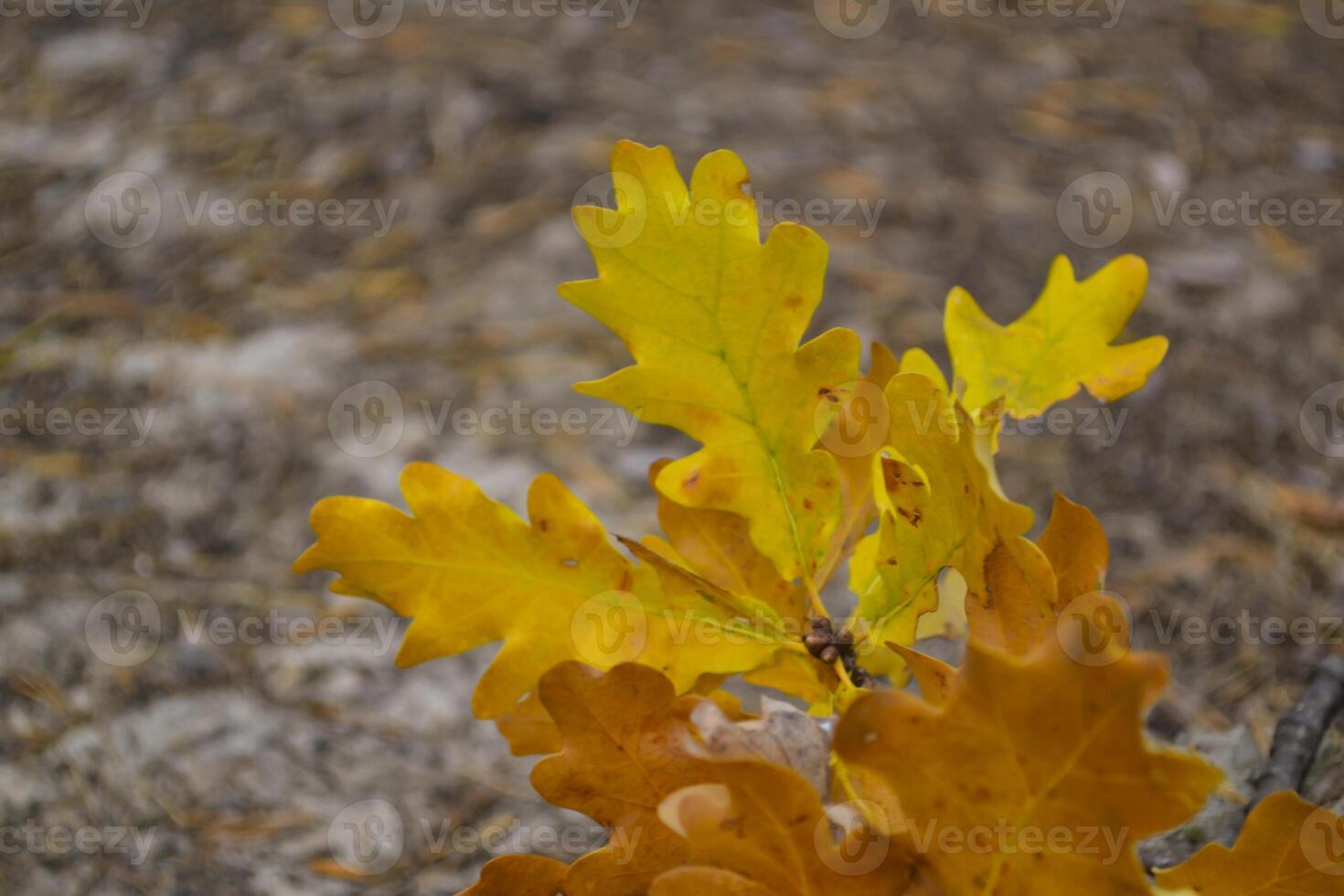 The yellow leaves of an oak tree. Fallen leaves. Oak leaves on the ground. photo