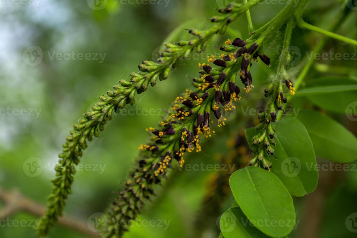 Blooming branch of acacia tree close up. photo