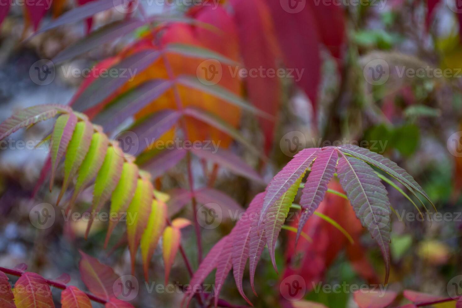 Red leaves pattern. Red natural texture. photo