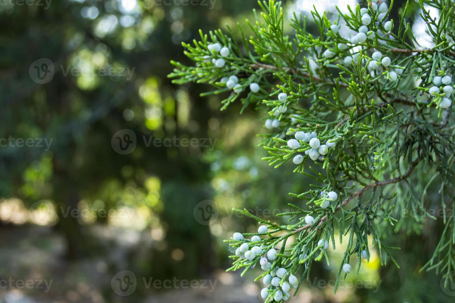 The beautiful branch of thuja tree. photo