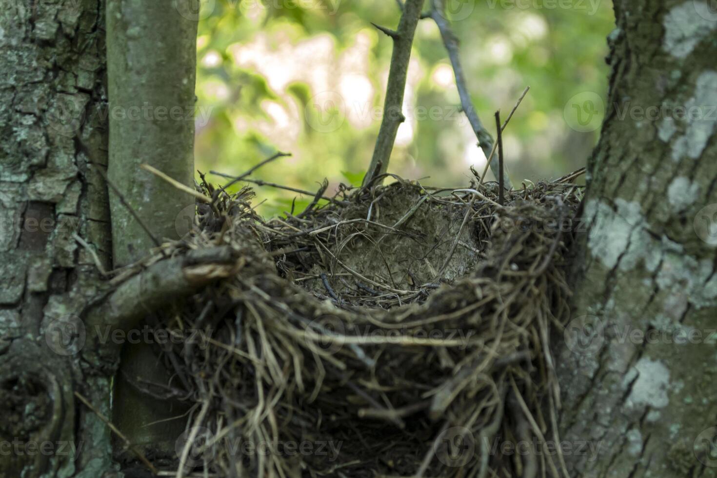 An empty bird nest. photo