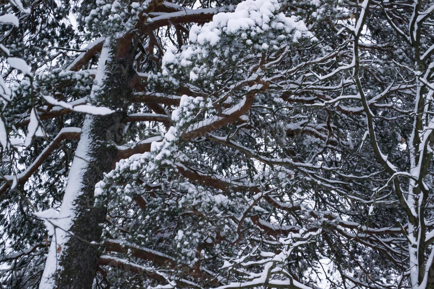 The branches of trees covered by snow. Close up. Winter background. photo