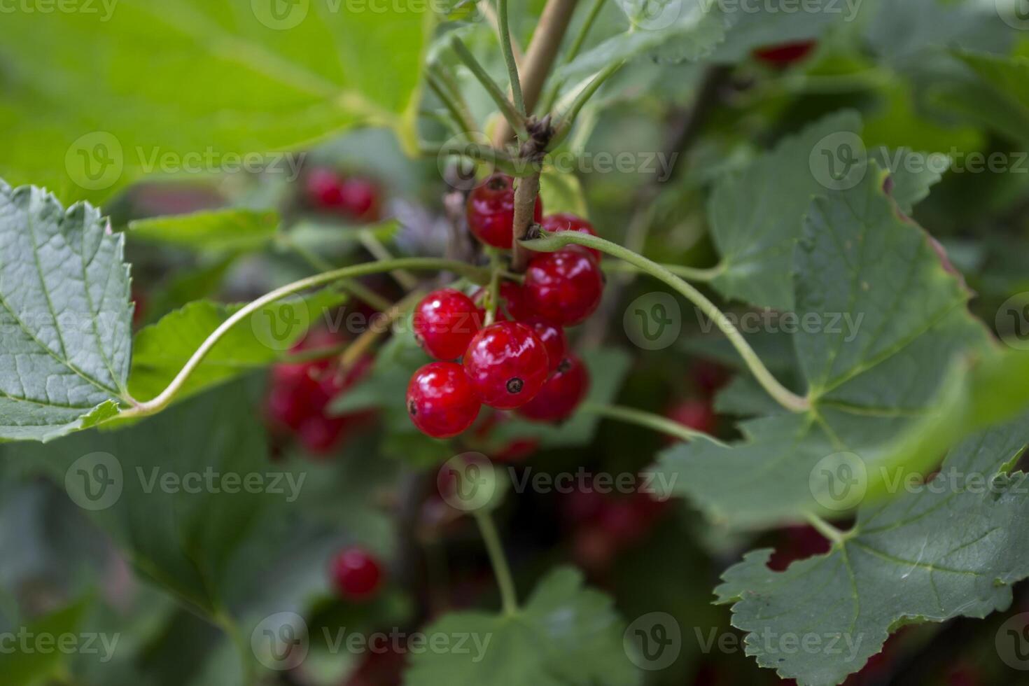 The berries of red currant on a bush. Macro shot. photo