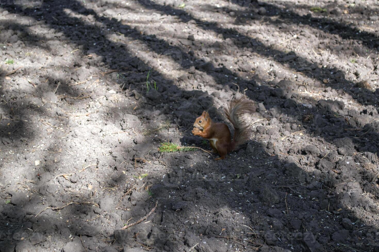 A squirrel sitting on the ground and eating nut. photo