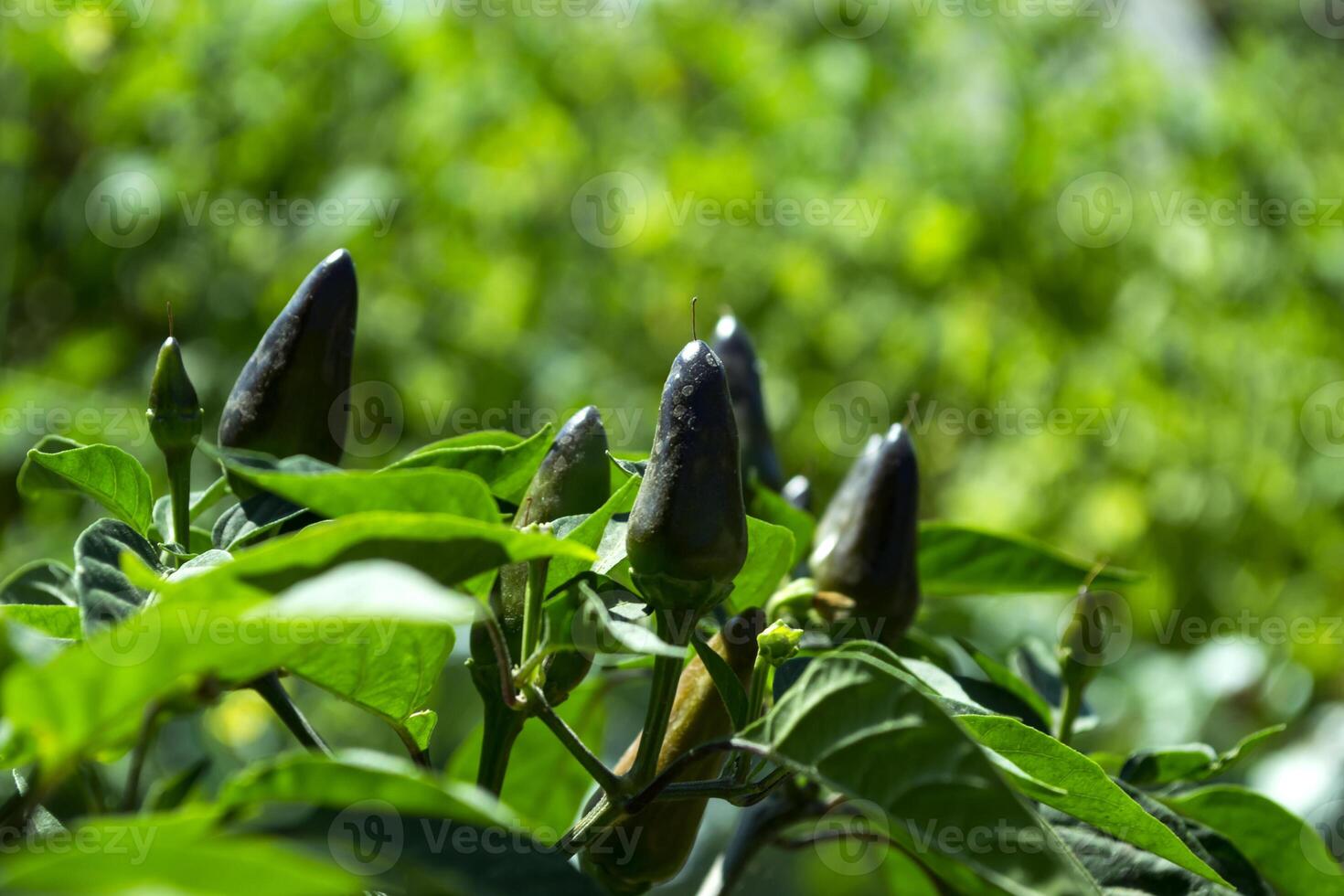 Blue pepper growing in the garden. photo