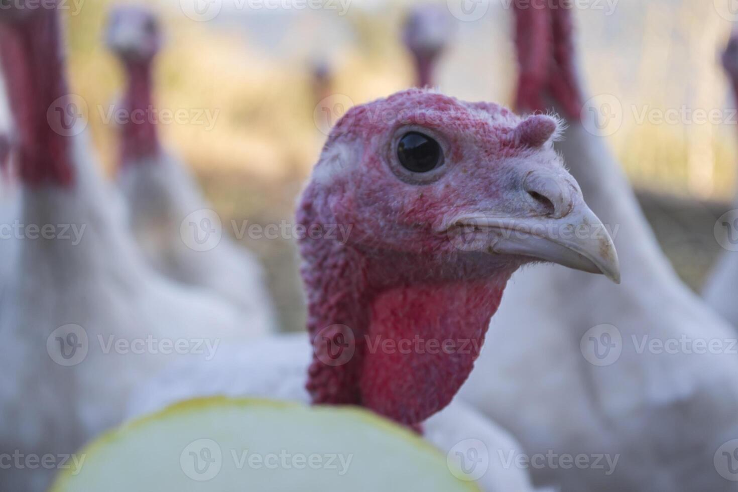 el pavos en un gallina casa. el pájaro granja. foto