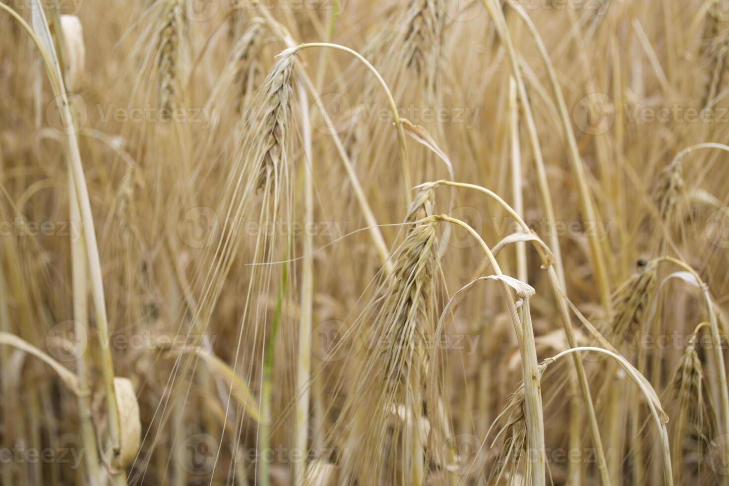 Wheat field at summer. Close up. Wheat background. photo