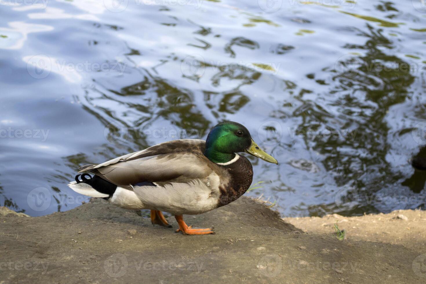 Beautiful duck near lake. photo
