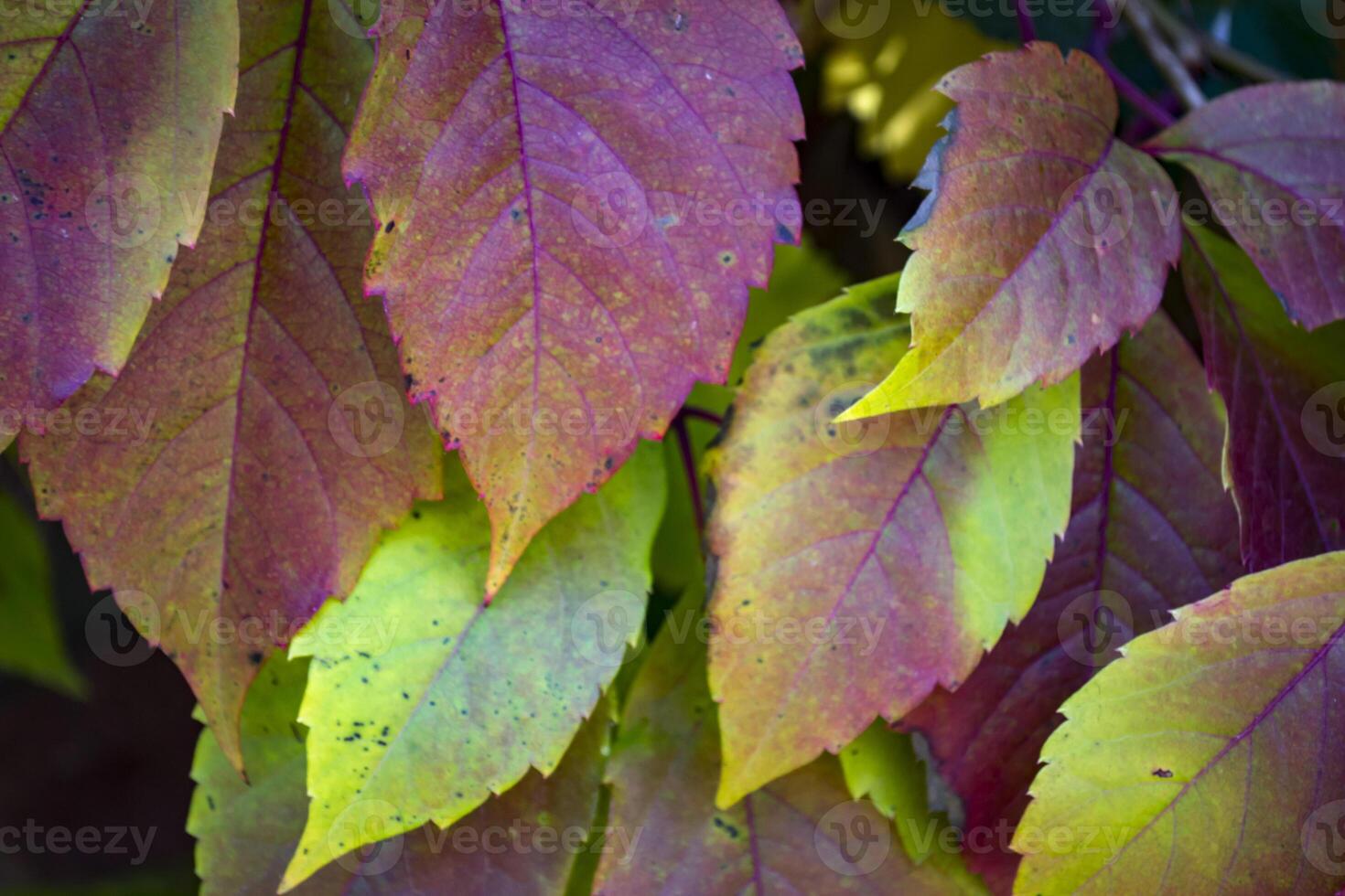Colorful autumn leaves. Natural autumn pattern. photo
