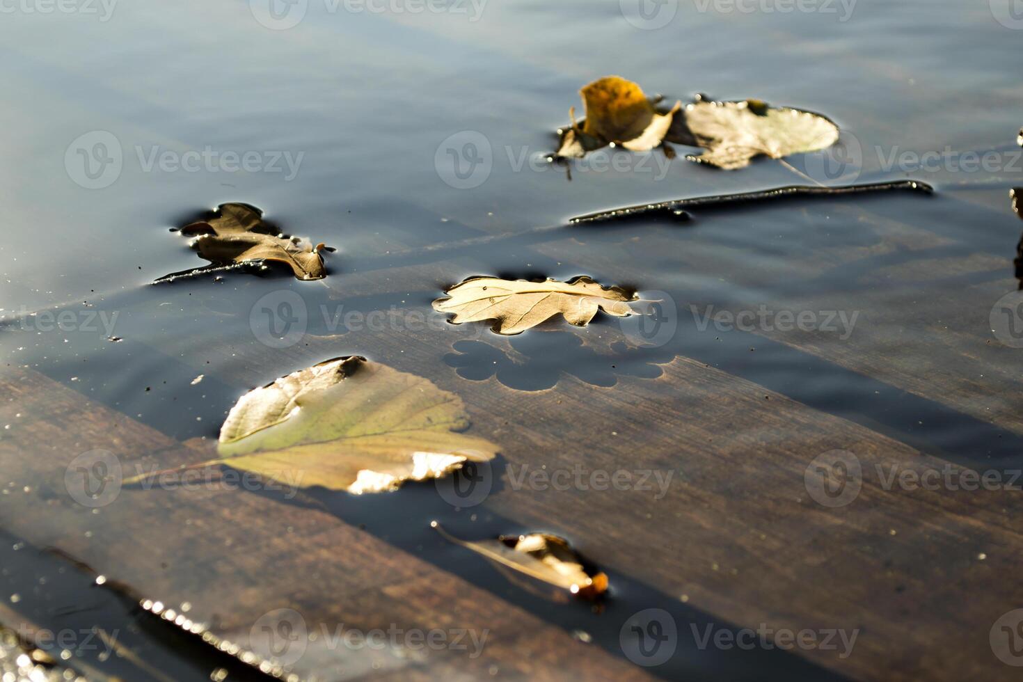 Autumn leaves in the water. Close up. photo