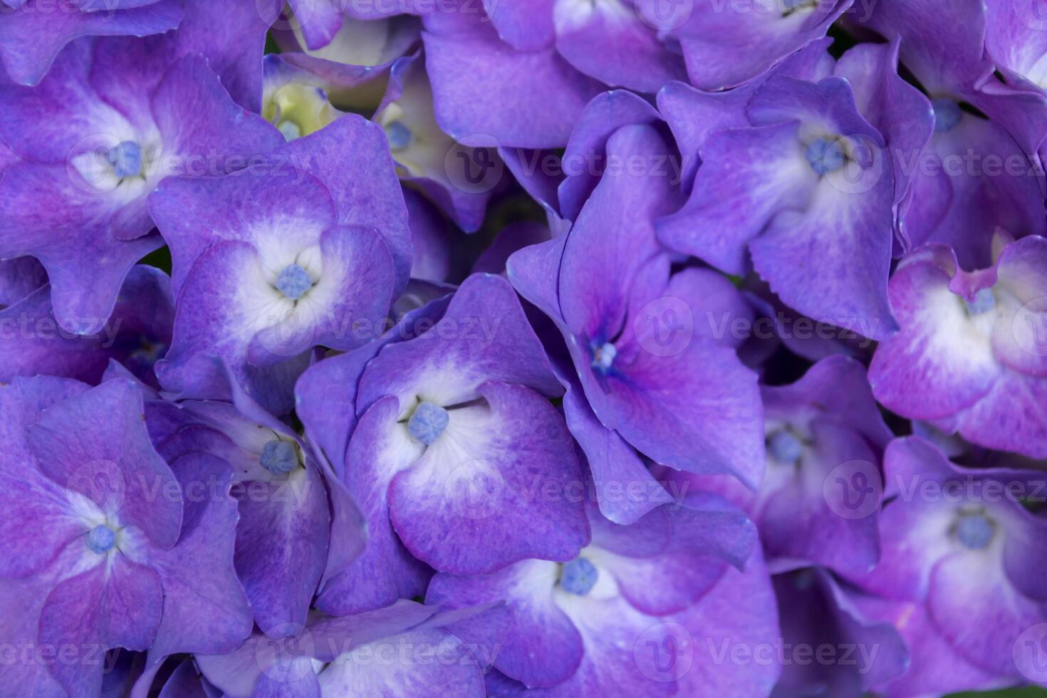 Violet hydrangea background. photo