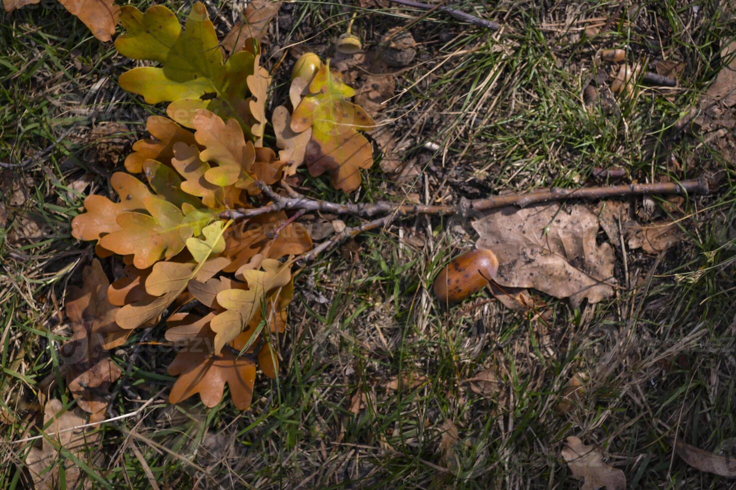The fallen leaves of oak tree on the ground. photo