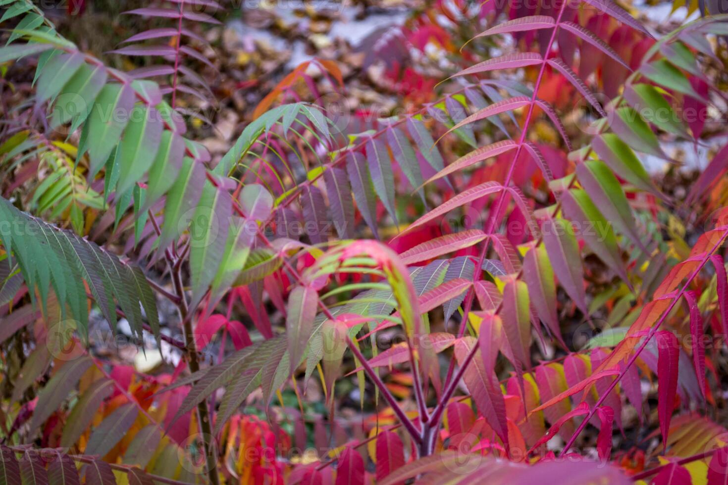 Red leaves pattern. Red natural texture. photo