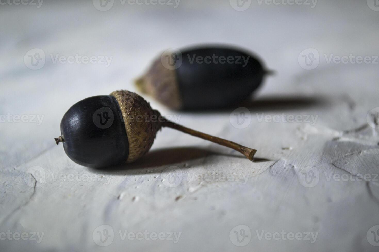 Dark blue acorns, close up. photo