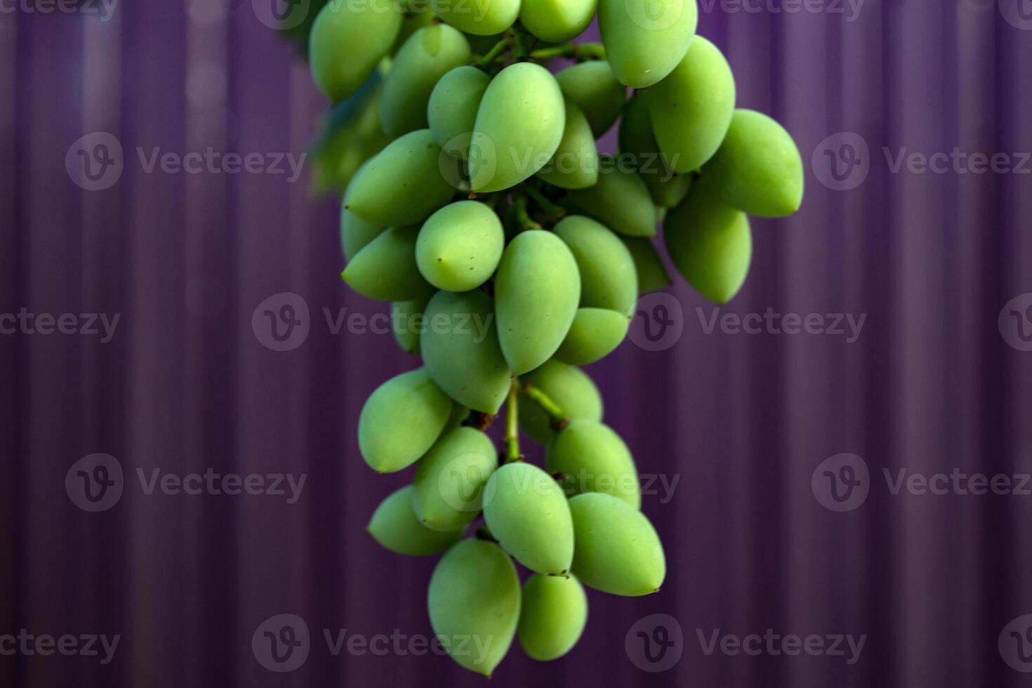 The clusters of grapes close up. photo