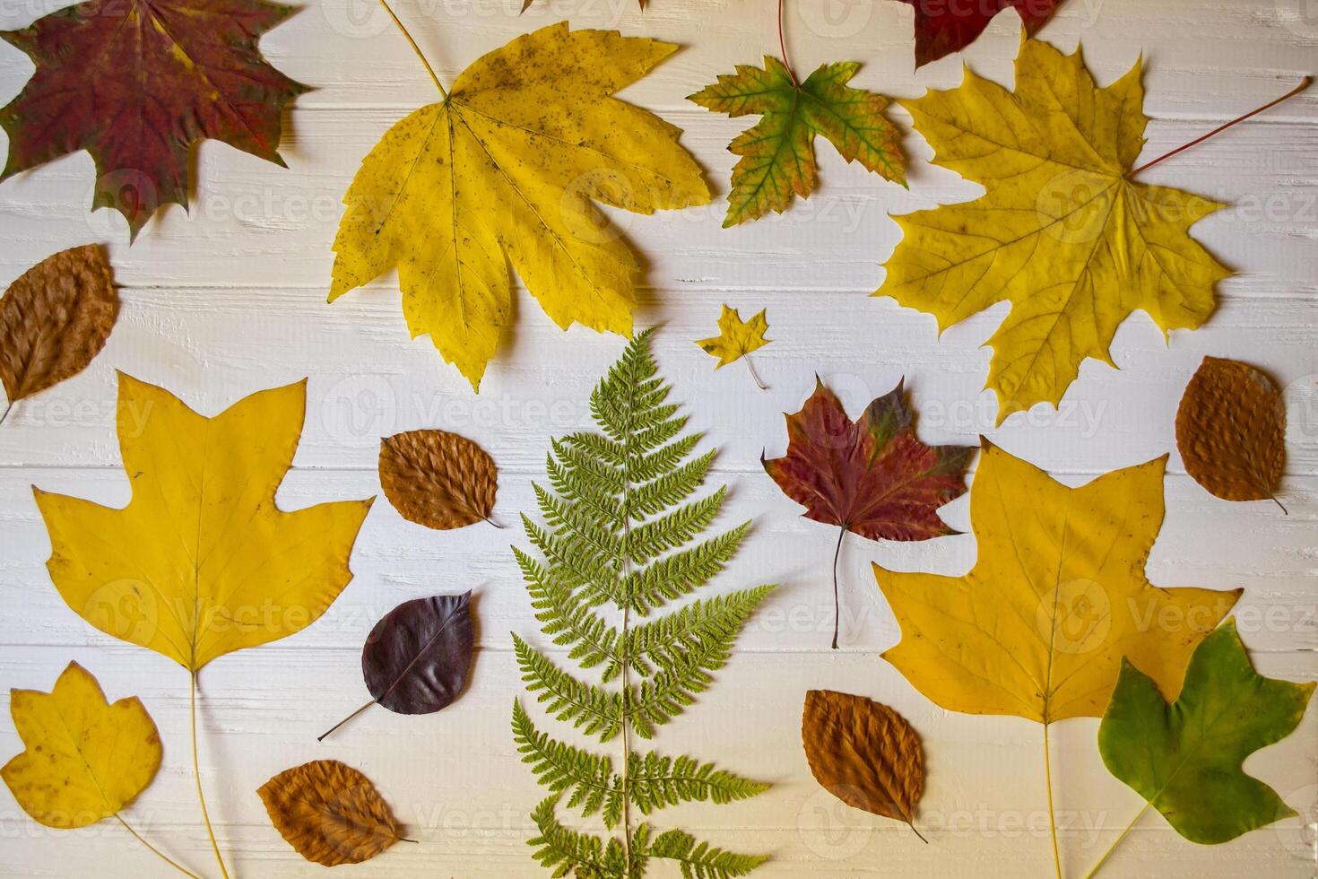 Autumn leaves on a white wooden background. Bright pattern. photo