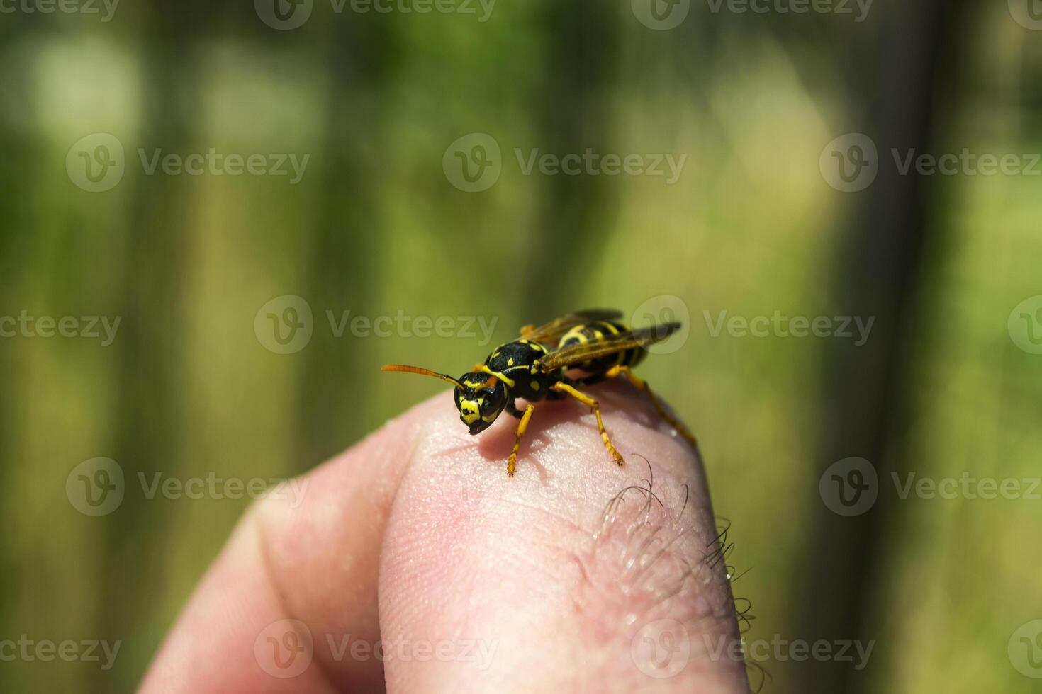 The wasp on the skin macro shot. photo