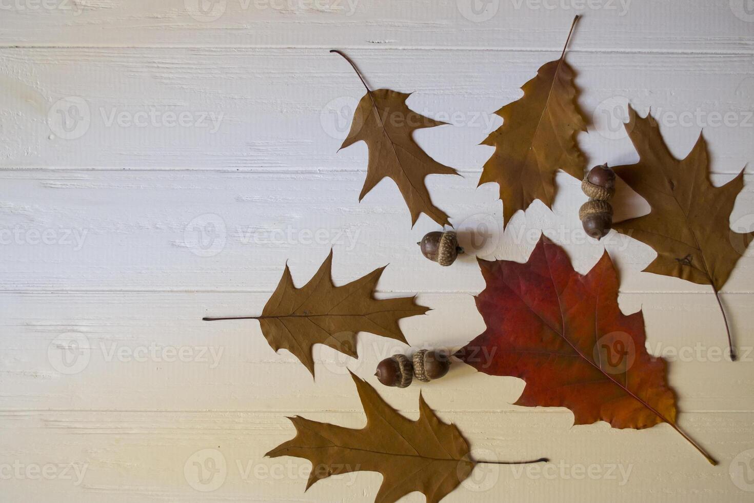 Autumn leaves on a white wooden background. Bright pattern. photo