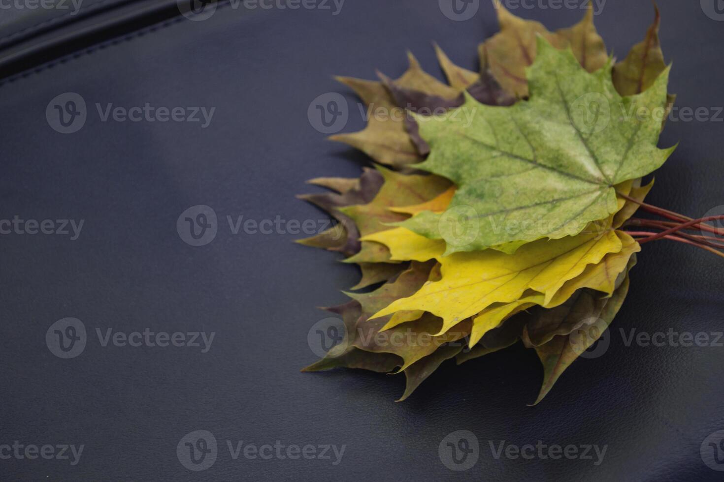 The fallen leaves of maple on the blue bag. Autumn background. photo