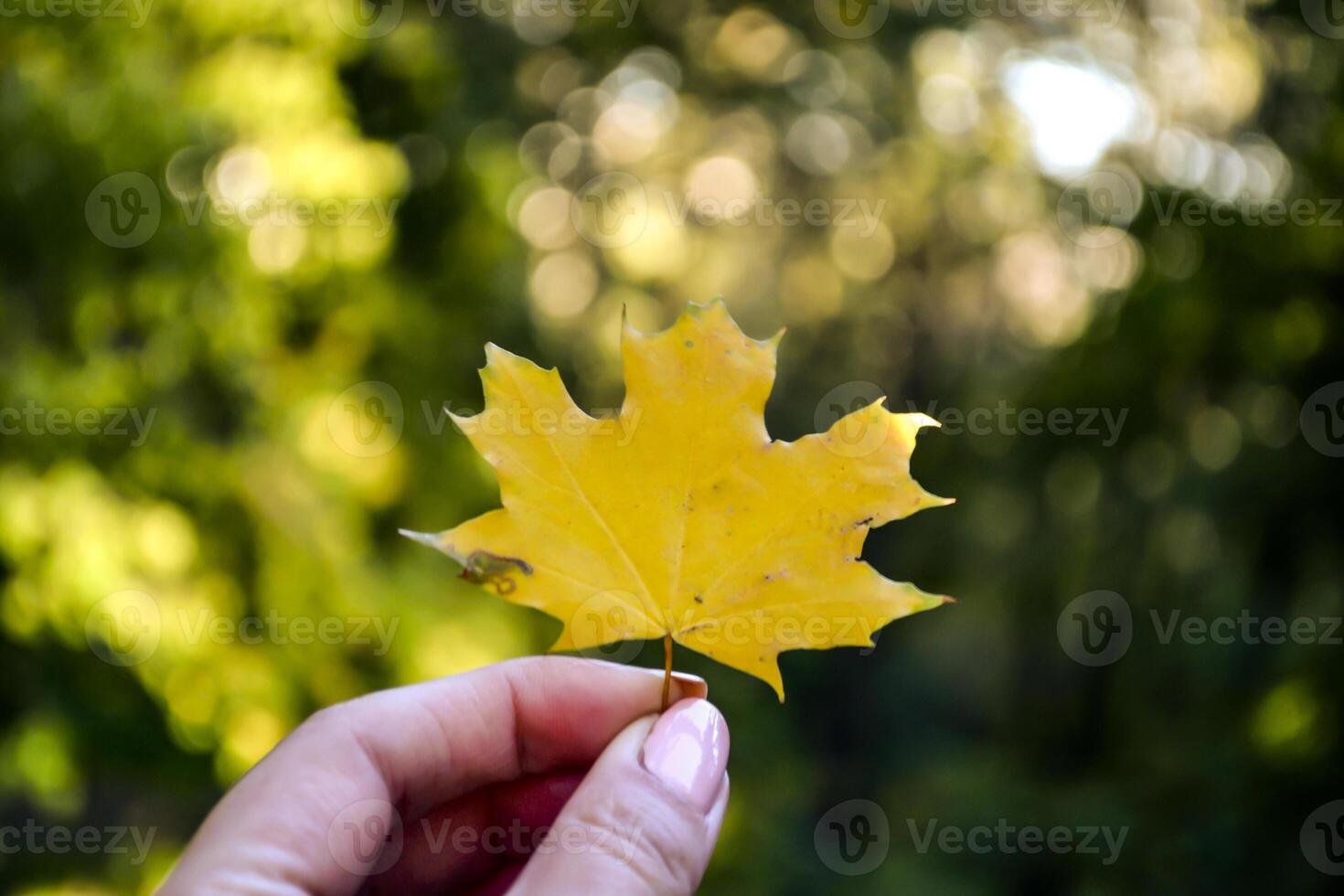 Yellow maple leaf in woman's hand. photo