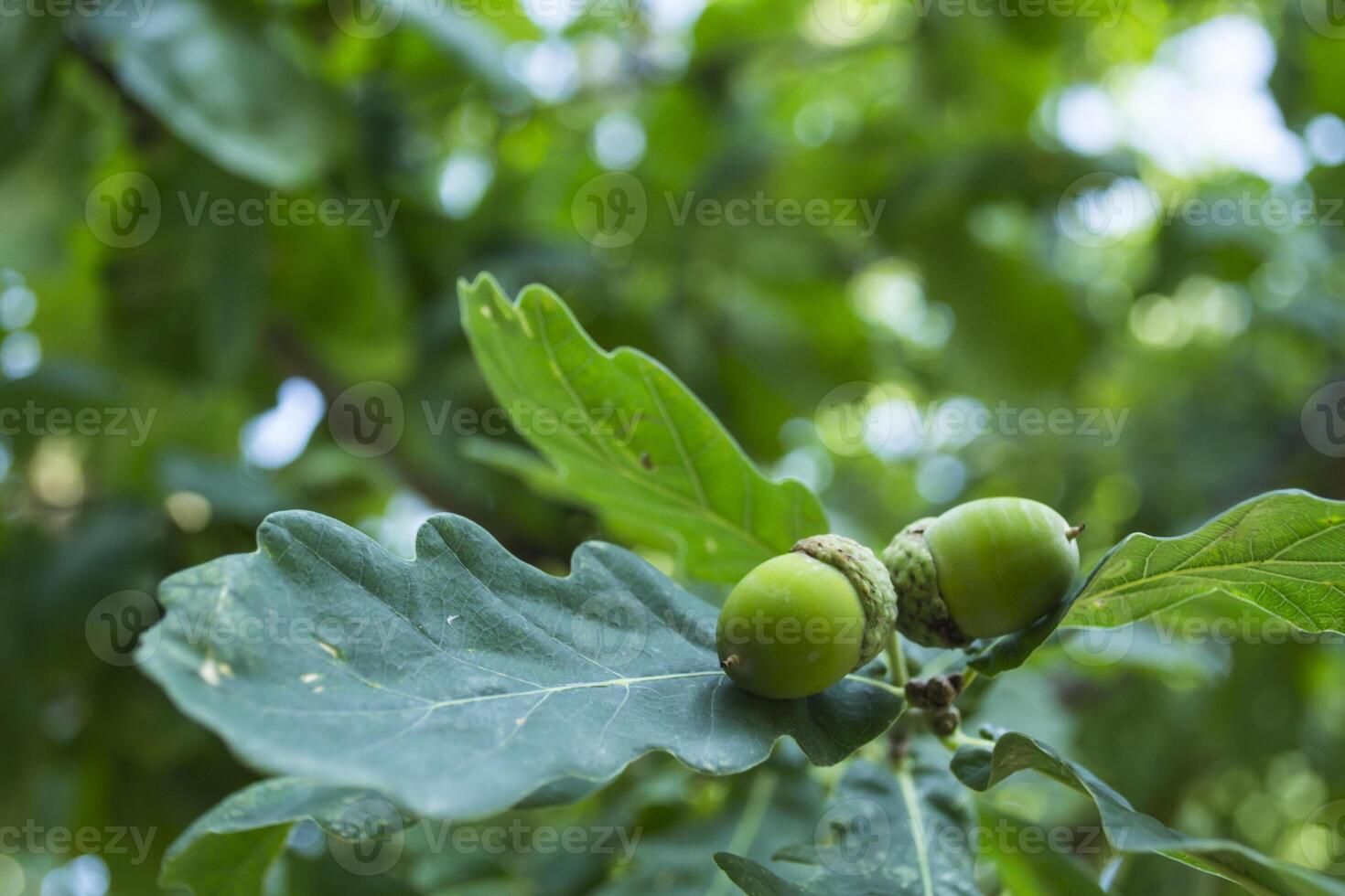 The acorns on the oak tree. photo
