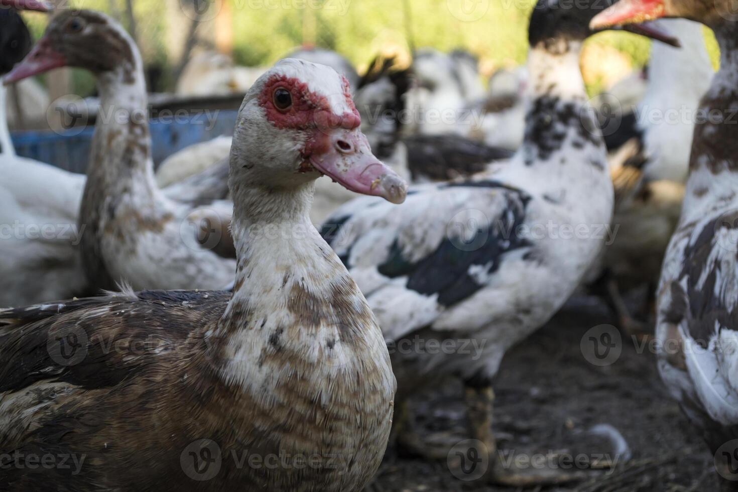 The birds farm. photo