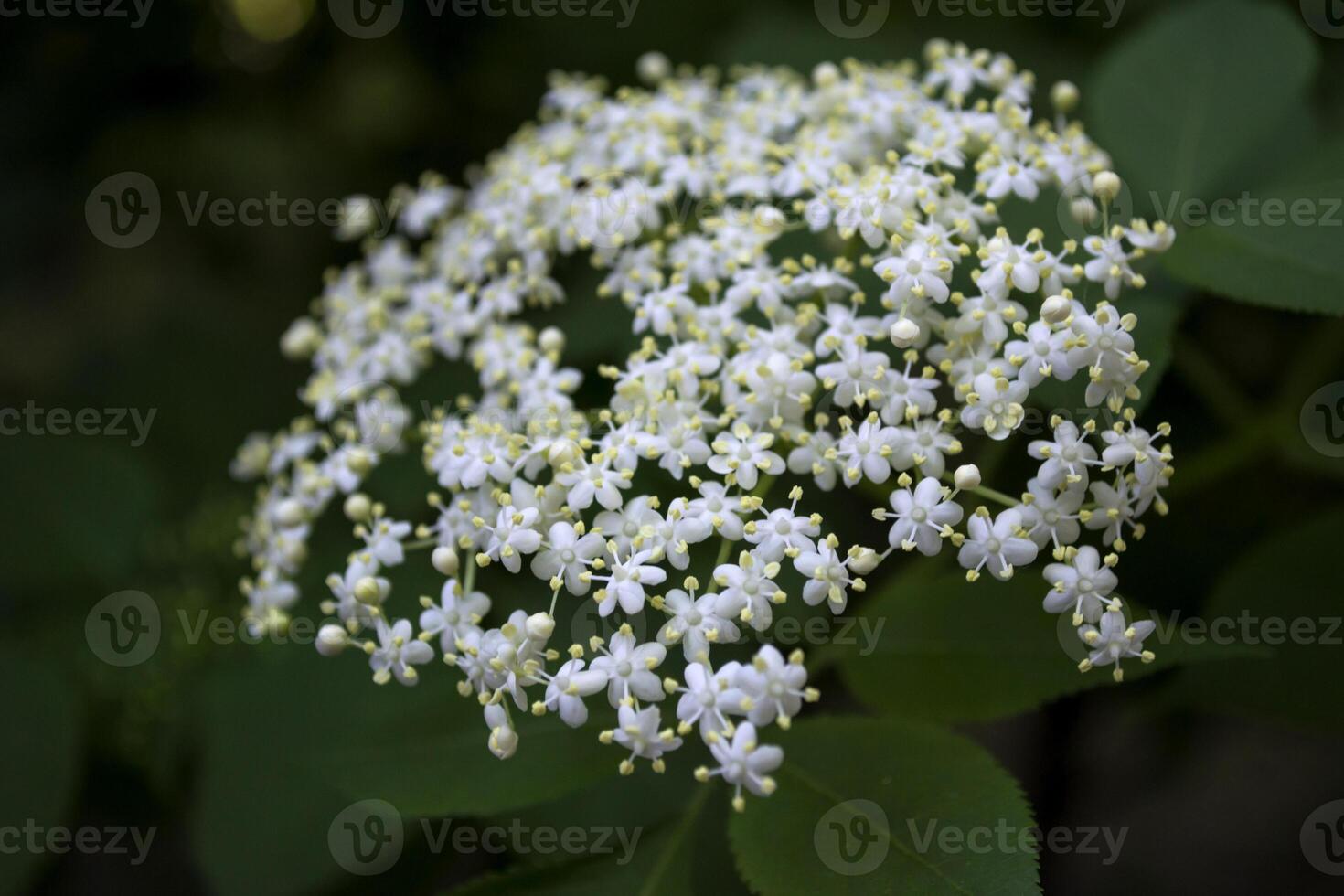 A small white flowers on a blooming bush. photo