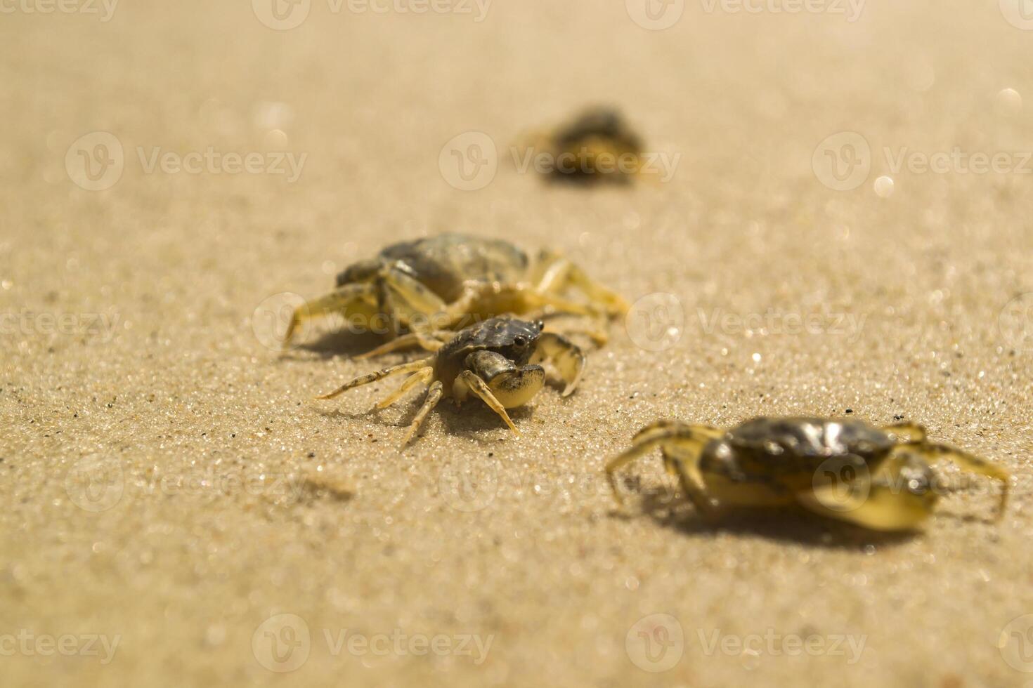 The crabs on a sand. Macro shot. photo