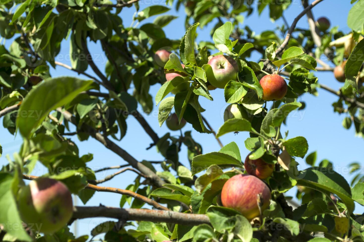 Ripe apples on the tree. photo