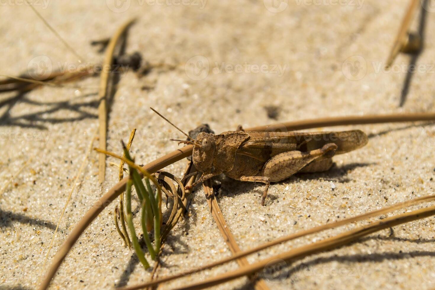 el saltamontes en el arena. macro disparo. foto