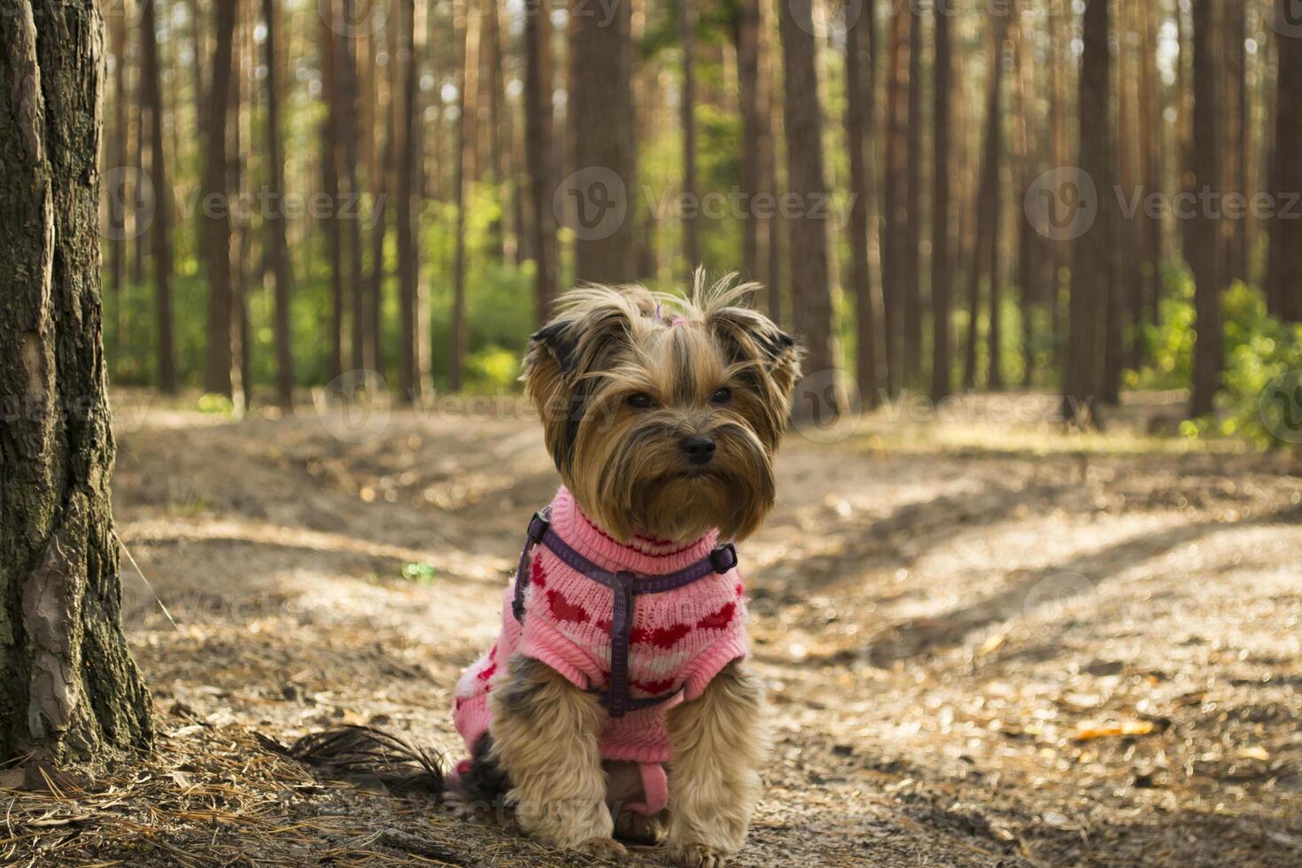 The cute yorkshire terrier walking in the forest. photo